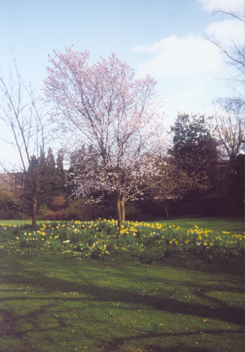 Wychfield (Cambridge).